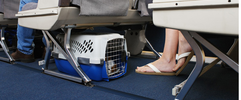 in cabin pet travel international